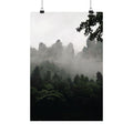 Misty Forest