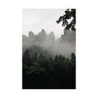 Misty Forest